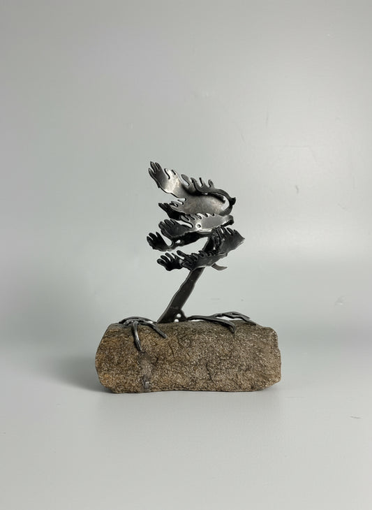 Cathy Mark windswept pine on granite