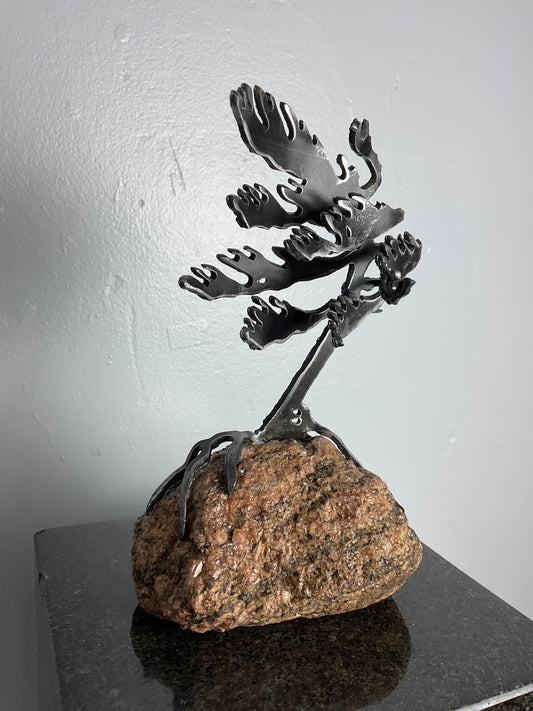 Cathy Mark windswept pine on granite