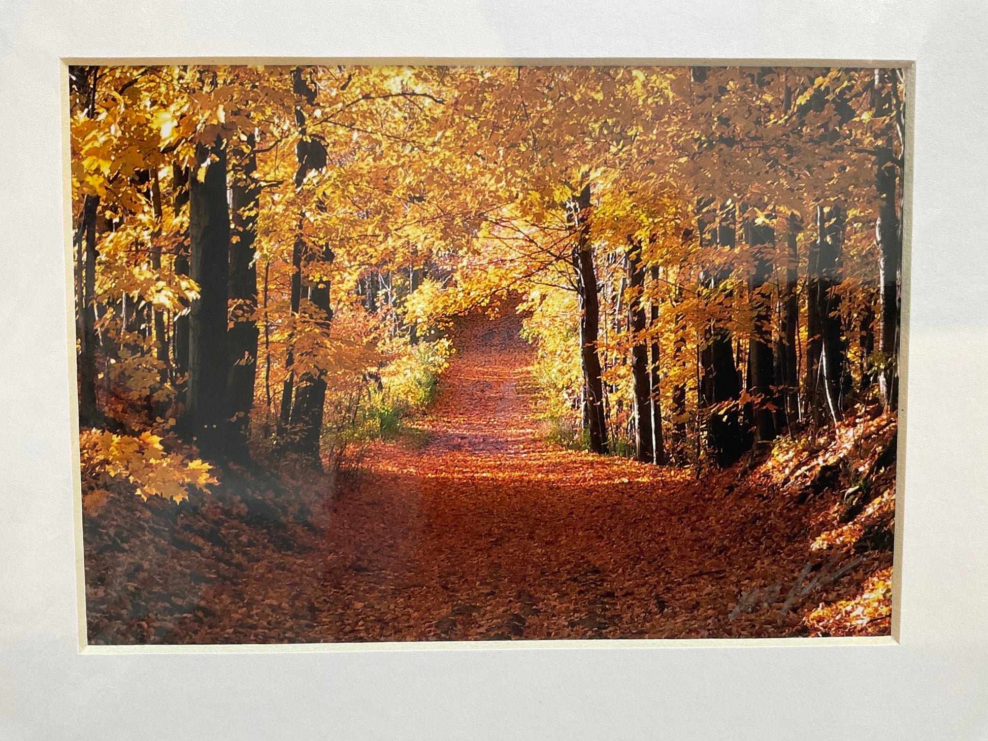 Autumn Morning Photograph