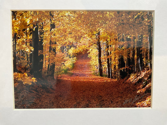 Autumn Morning Photograph