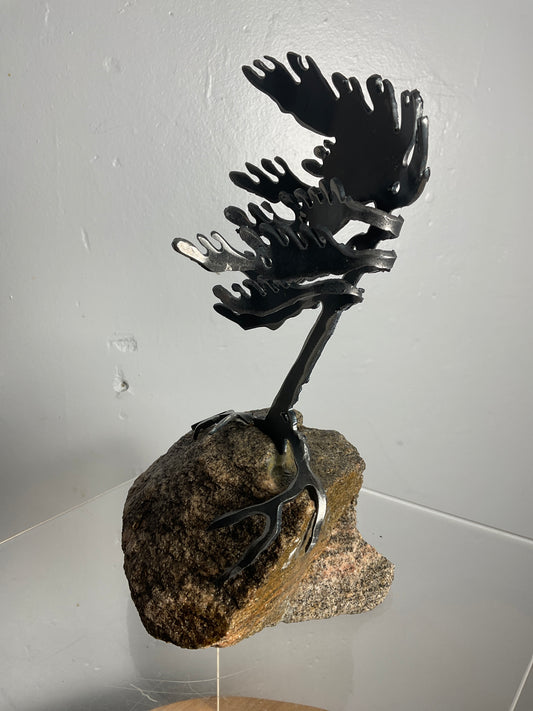 Cathy Mark windswept pine on granite
