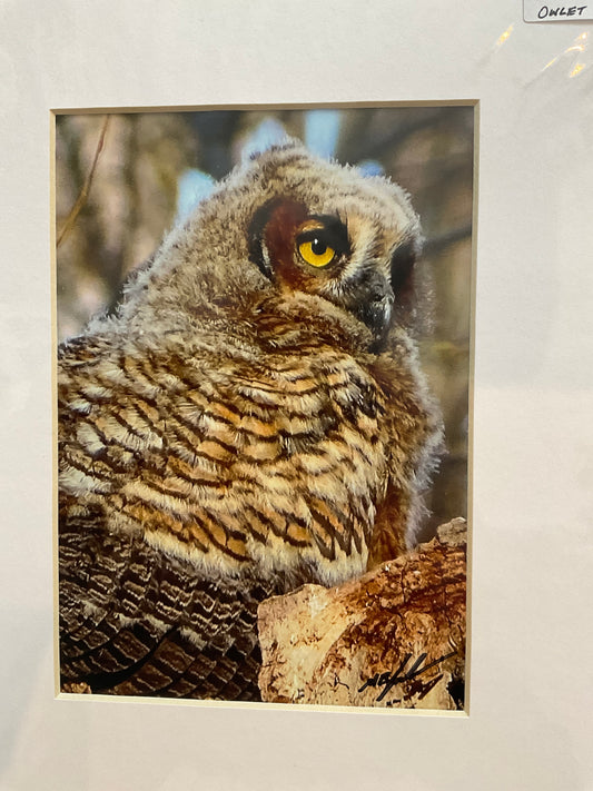 Great Horned Owlet
