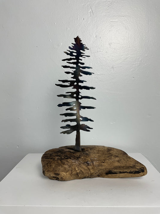 Pine tree on driftwood