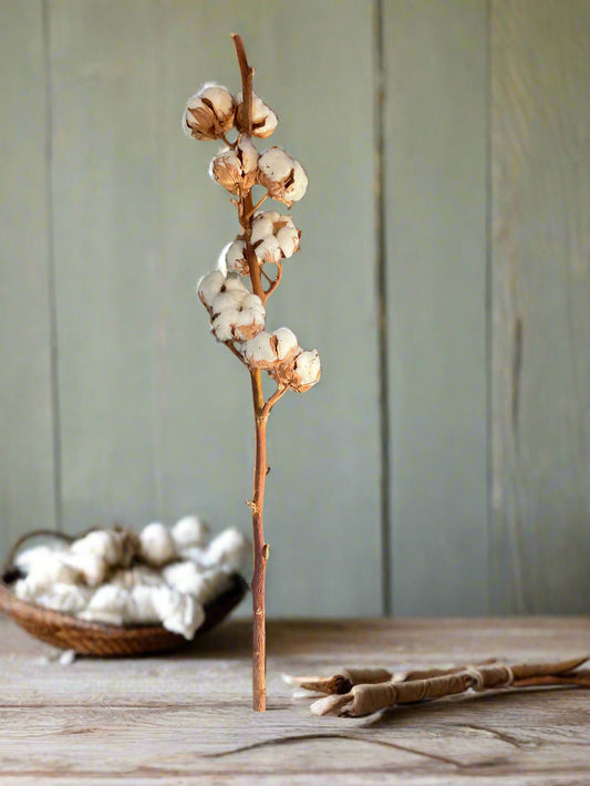 Dried Cotton Stem