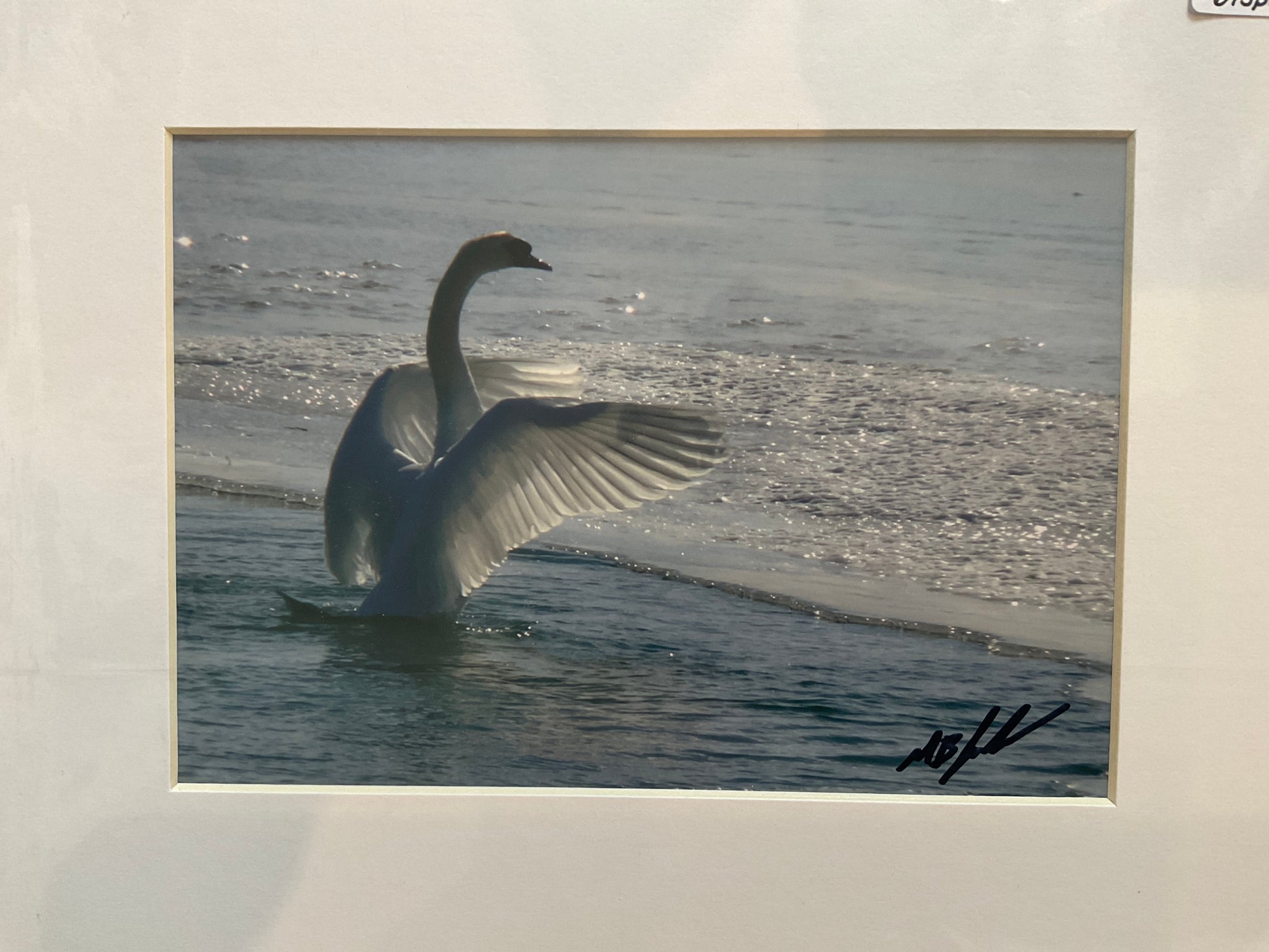 Mute Swan Displaying