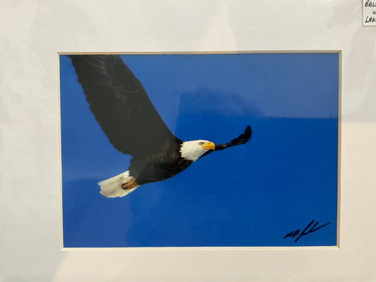 Bald Eagle over Lake Gibson Photograph