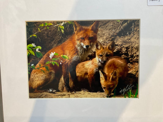 Red Fox Family