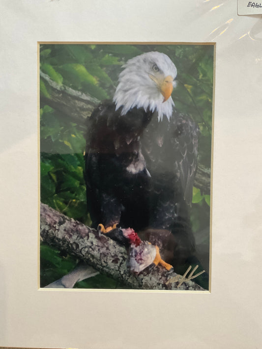 Bald Eagle
