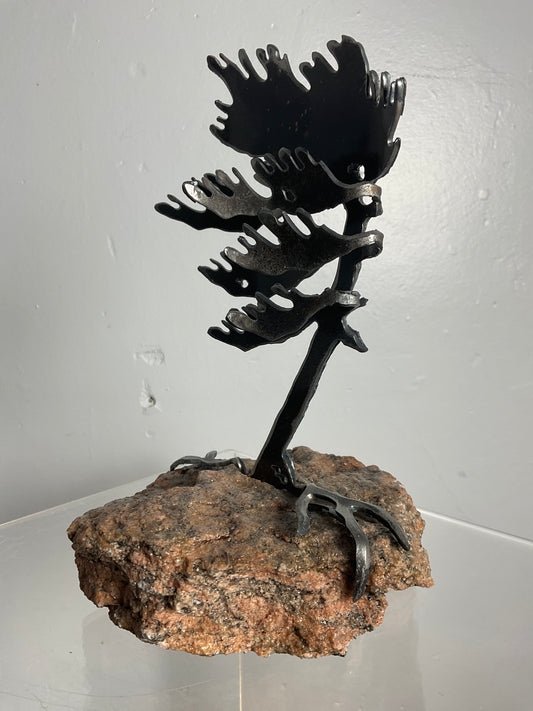 Cathy Mark windswept pine on granite