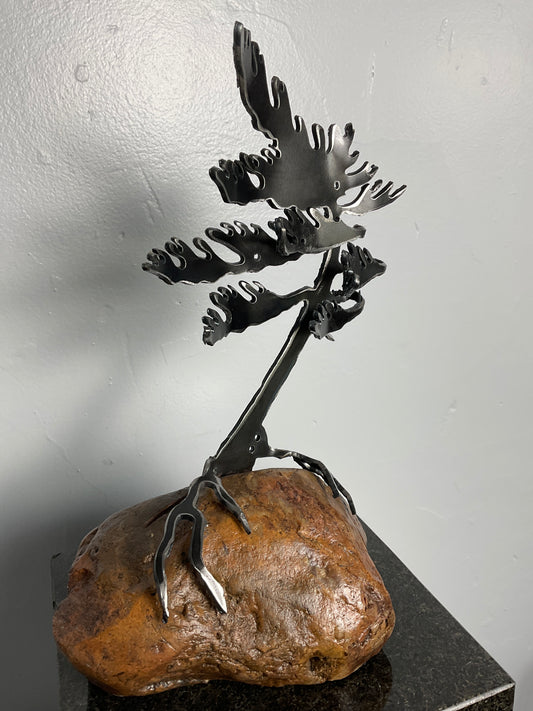 Cathy Mark windswept pine on granite