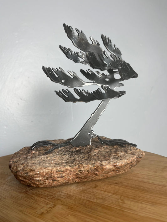 Cathy mark windswept tree on stone 