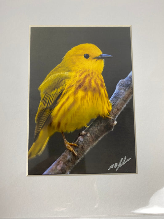 Yellow Warbler