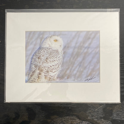 Snowy Owl Fallow Field