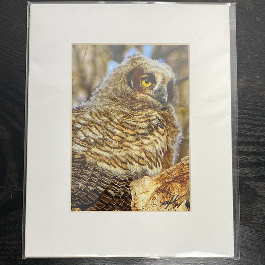 Older Great Horned Owlet