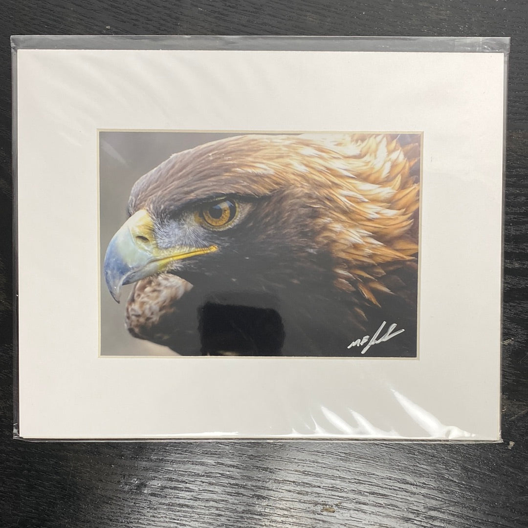 Golden Eagle (Beamer raptor display)