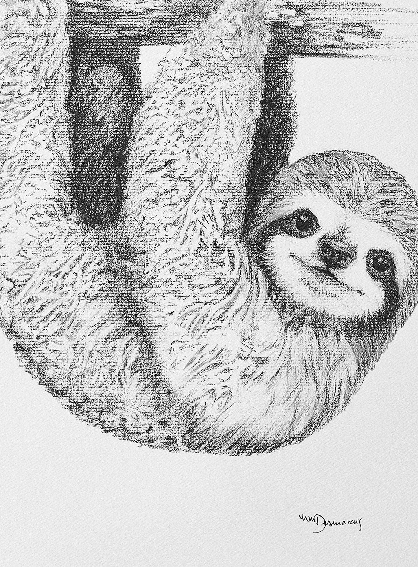 Cute Baby Sloth Print