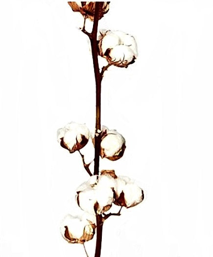 Cotton Stem Natural