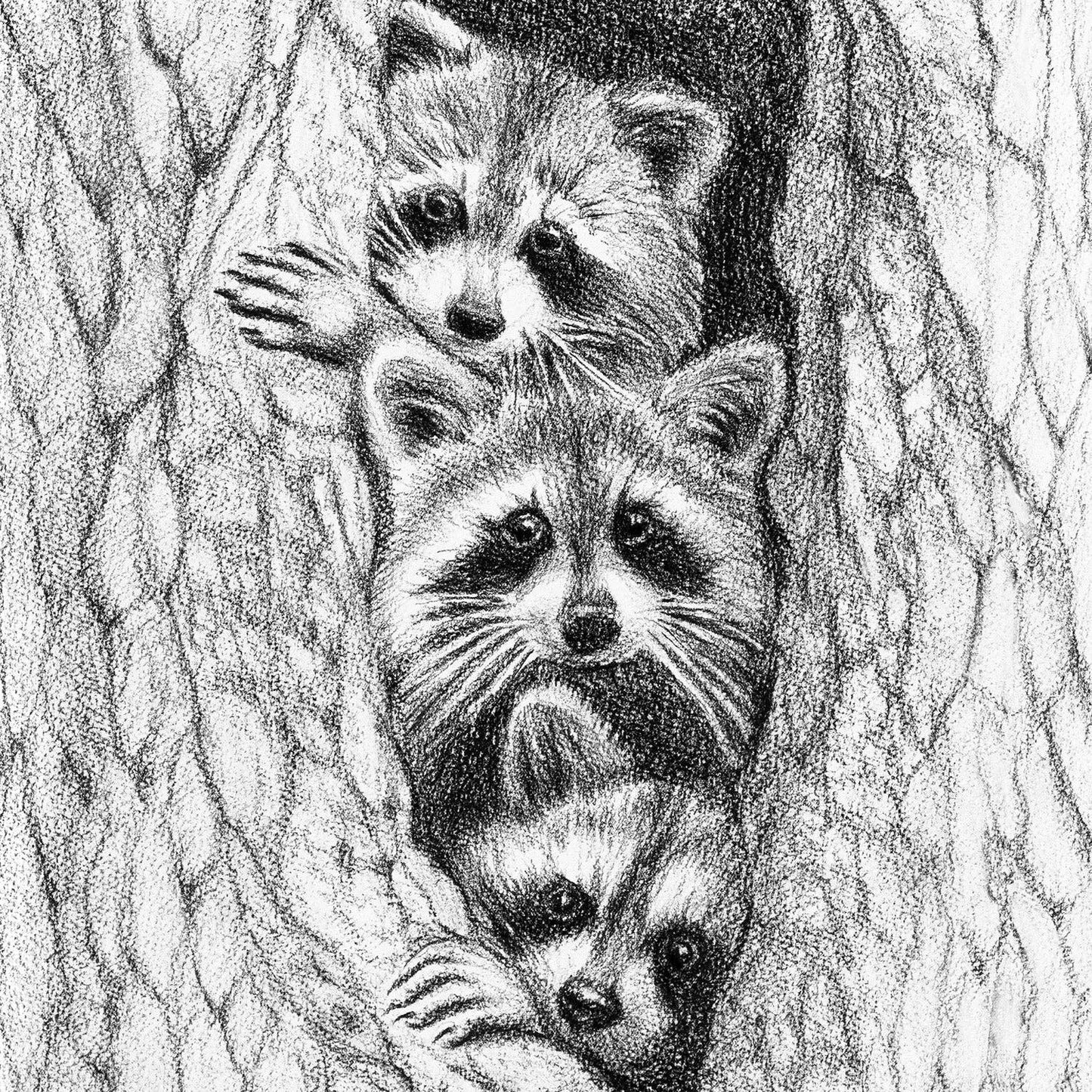 3 Raccoon in a tree - greeting card