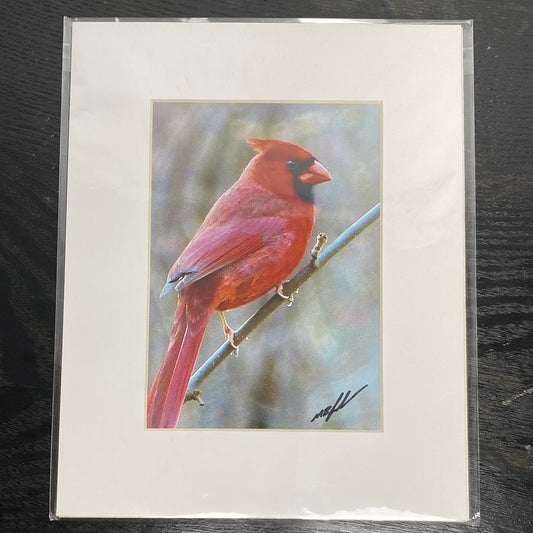 Northern Cardinal (male) Right facing