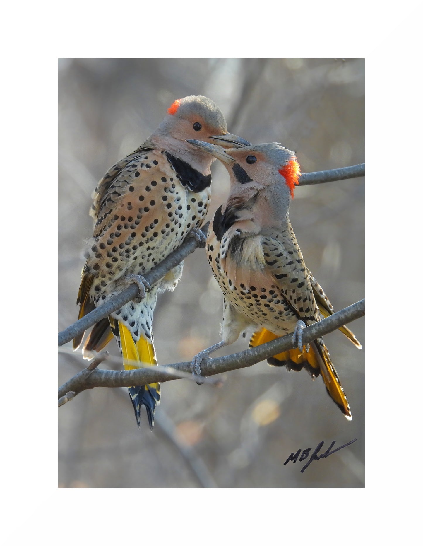 Northern Flicker Pair Photo