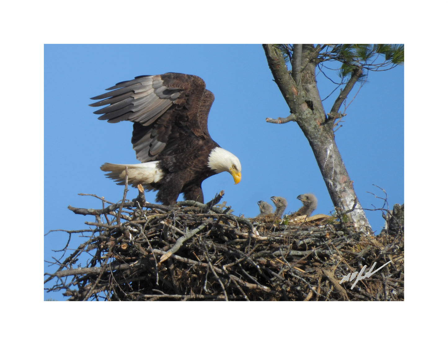 Bald Eagle with 3 Hatchlings Photo