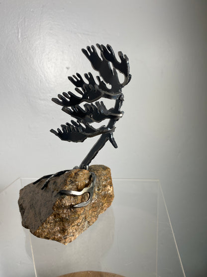 Cathy Mark – Windswept Pine on Granite