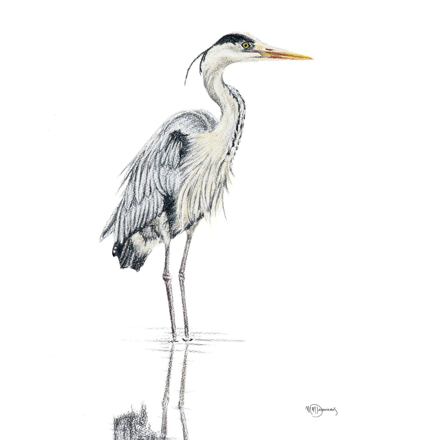 Heron  - Coloured Blue Heron in water illustration