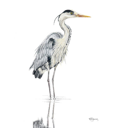 Heron  - Coloured Blue Heron in water illustration