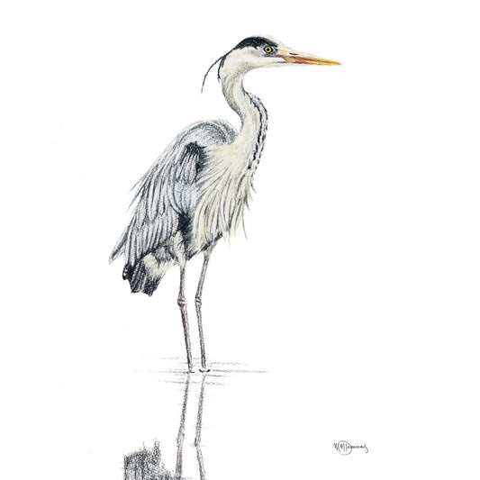 Heron  - Coloured Blue Heron in water illustration