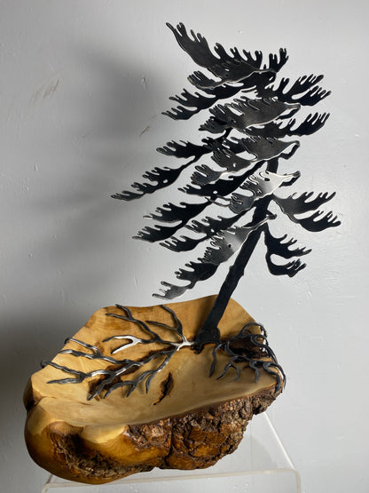 Windswept Pine Steel Sculpture on Maple Burl by Canadian Artist Cathy Mark #4