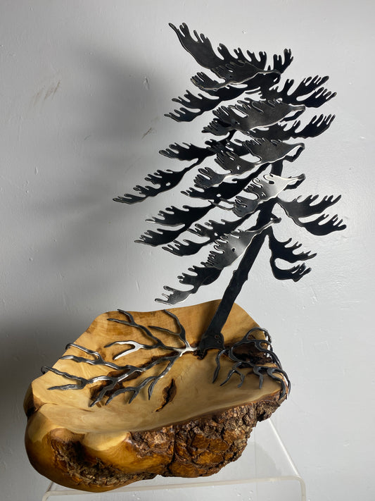Windswept Pine Steel Sculpture on Maple Burl by Canadian Artist Cathy Mark #4