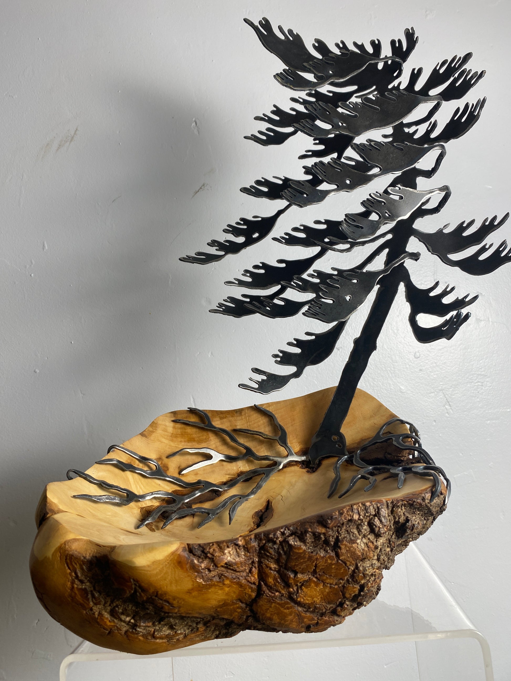 Windswept Pine Steel Sculpture on Maple Burl by Canadian Artist Cathy Mark #4
