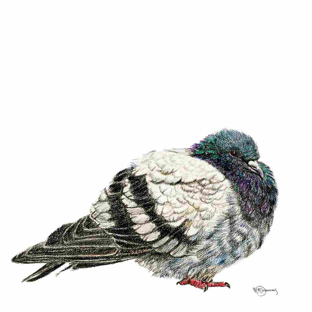Pigeon - Pigeon Illustration Print