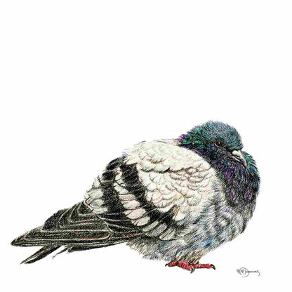 Pigeon - Pigeon Illustration Print