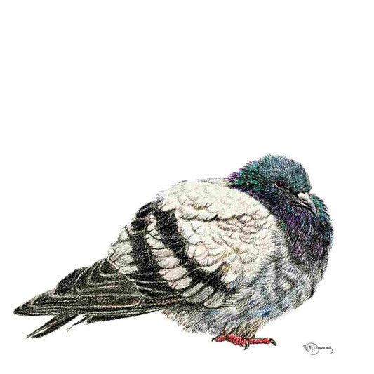 Pigeon - Pigeon Illustration Print