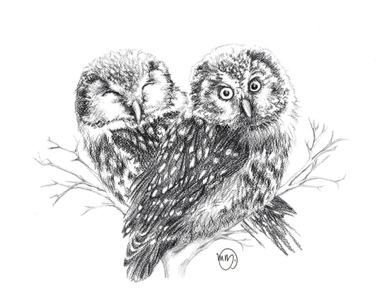 Adorable Owls In love