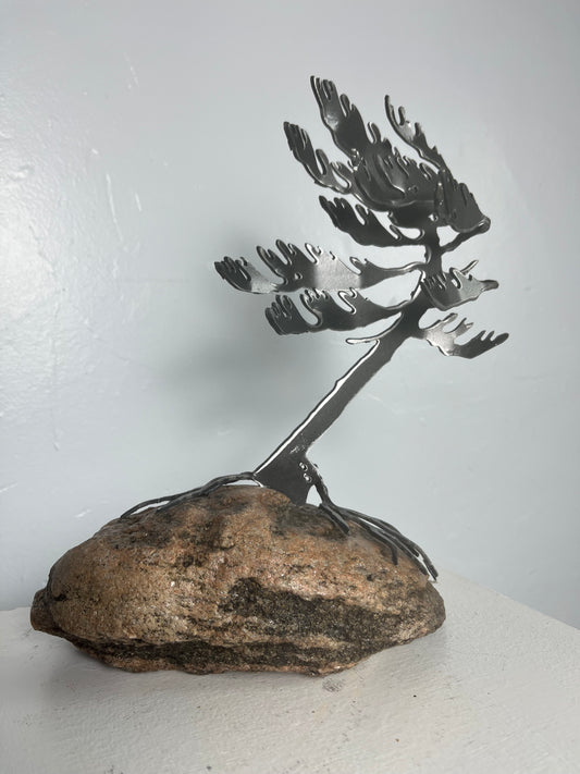 Cathy mark windswept tree on stone 
