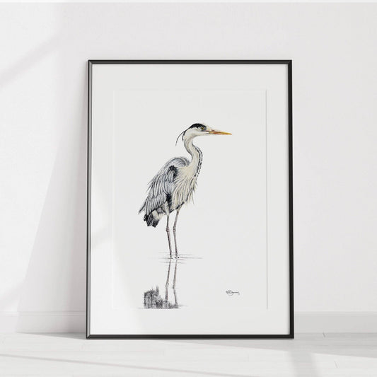 Heron  - Coloured Blue Heron in water illustration