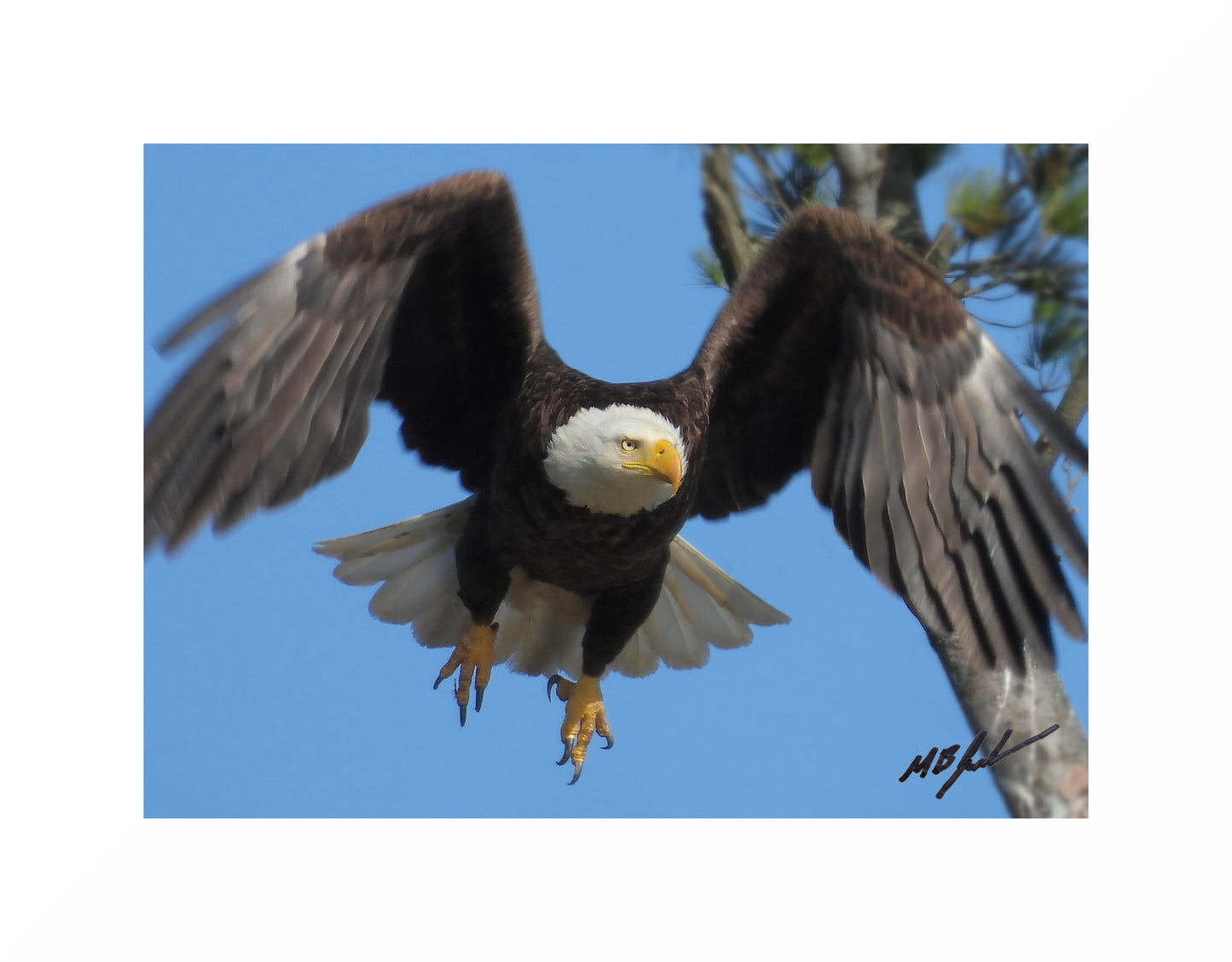 Bald Eagle Photo