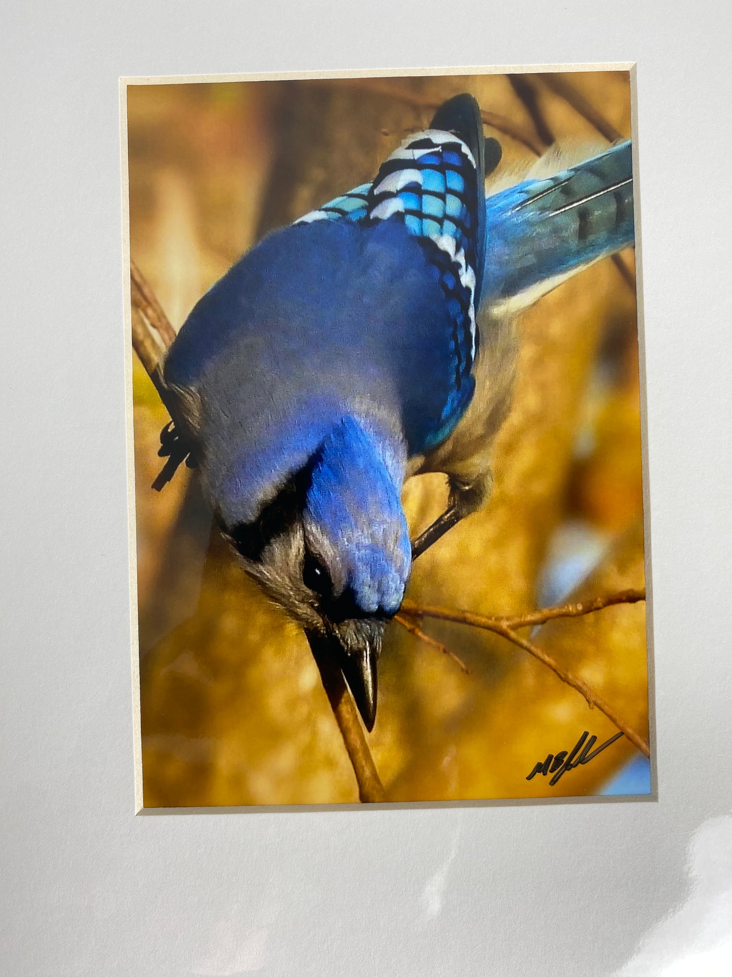 Blue Jay - Green Ribbon Trail