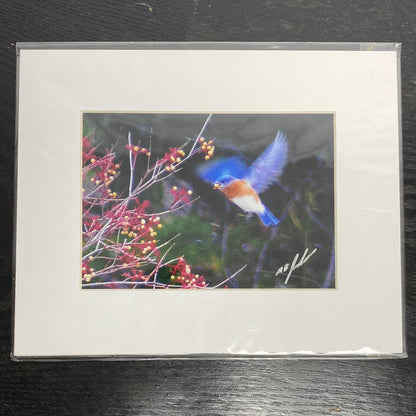 Bluebird Feeding Photo