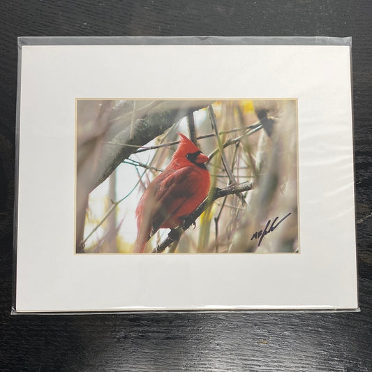 Wellandvale Cardinal