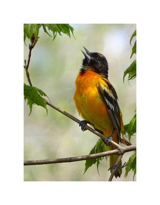 Northern Oriole - Morgan's Point