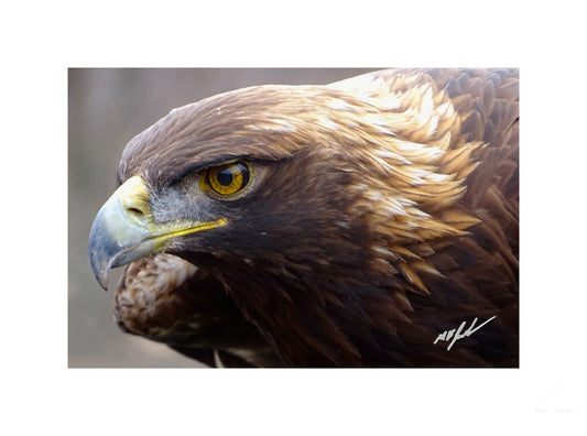 Golden Eagle (Beamer raptor display)