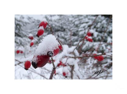Barberry Snow