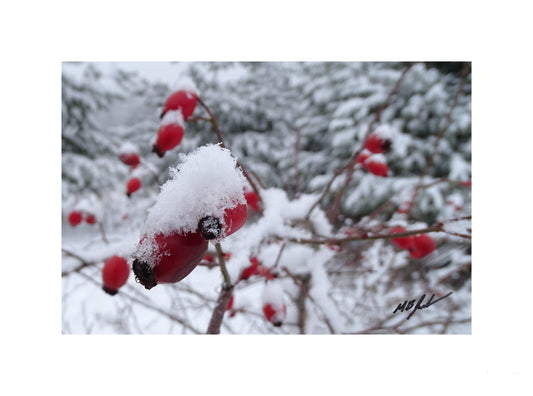 Barberry Snow