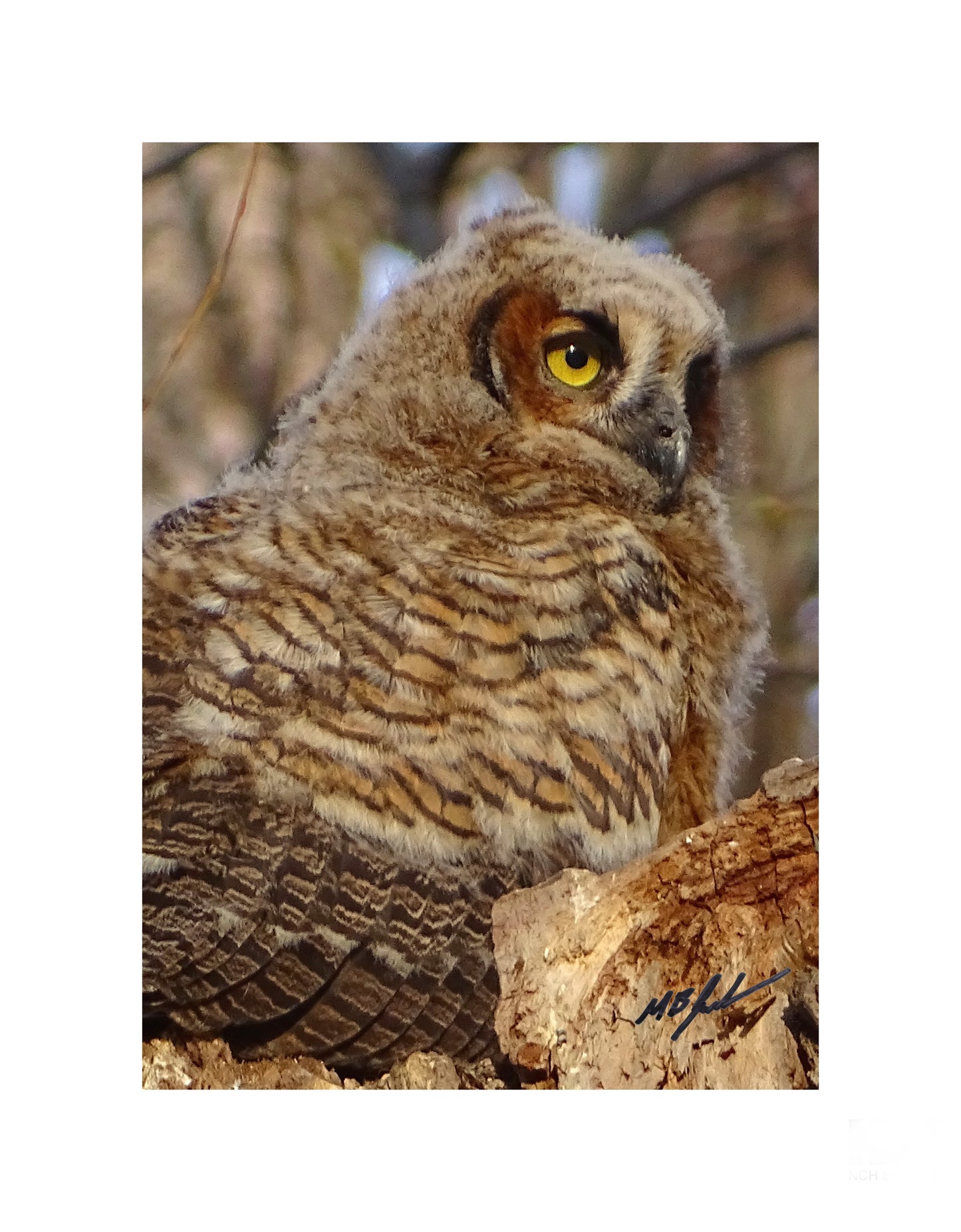 Older Great Horned Owlet