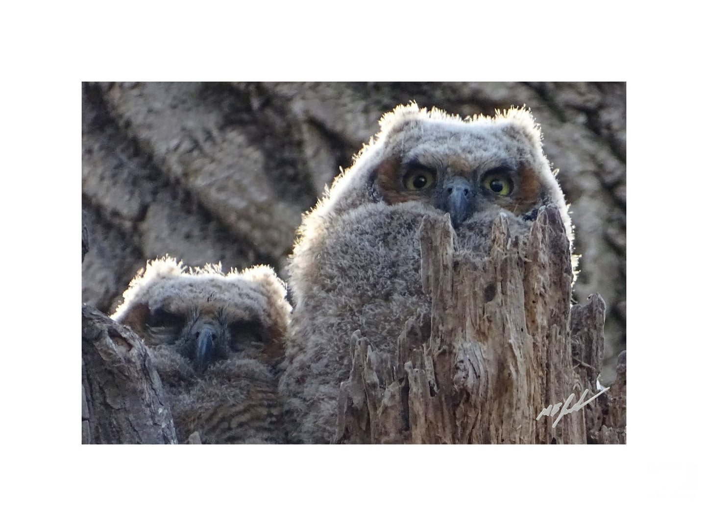 Great Horned Owlets