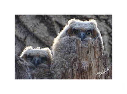 Great Horned Owlets
