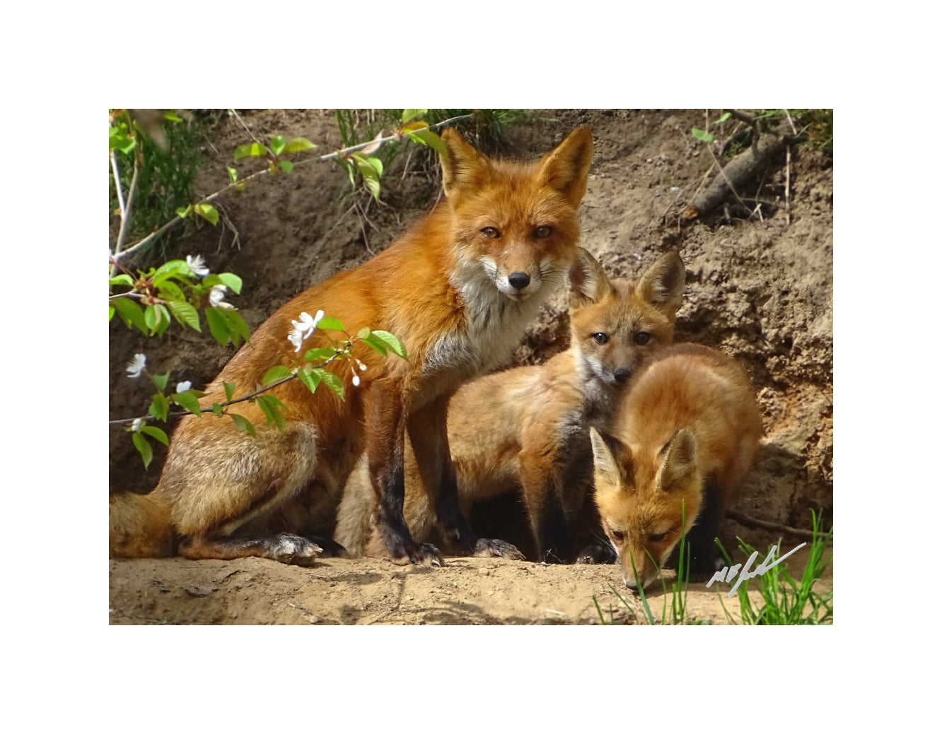 Red Fox Family
